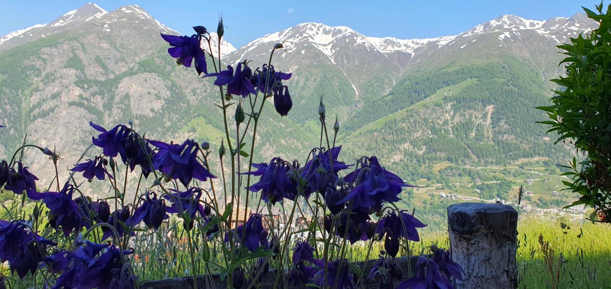 Chalet Schneevogul Grächen Dış mekan fotoğraf