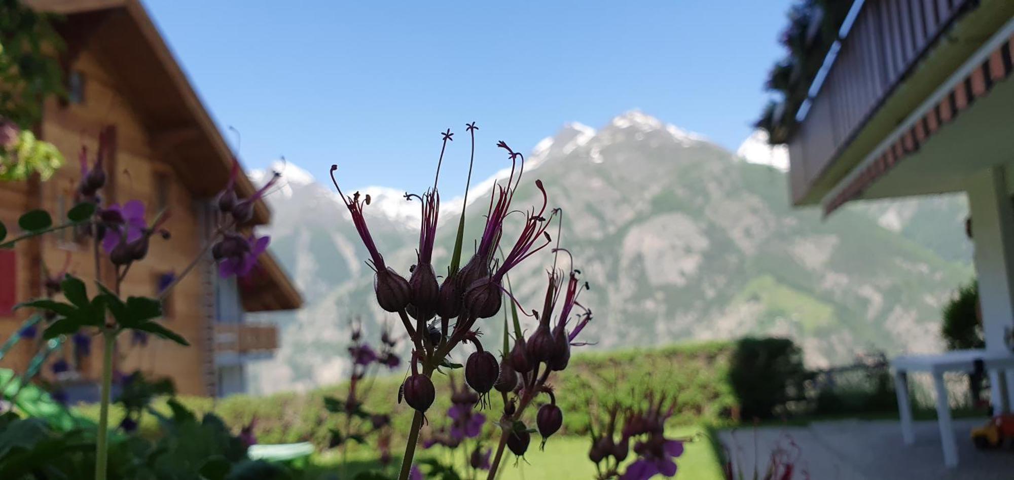 Chalet Schneevogul Grächen Dış mekan fotoğraf